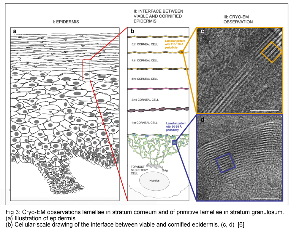 Cryo-EM observations 