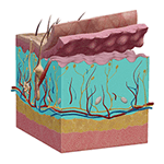 Epidermis image