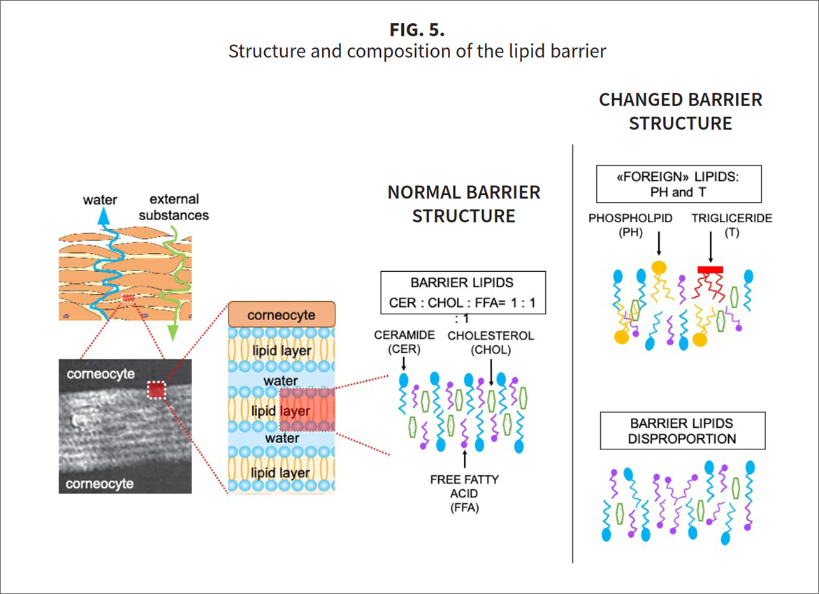 Fig-5-A2 Three stars of corneotherapy &mdash;  barrier lipids, antioxidants & hyaluronic acid