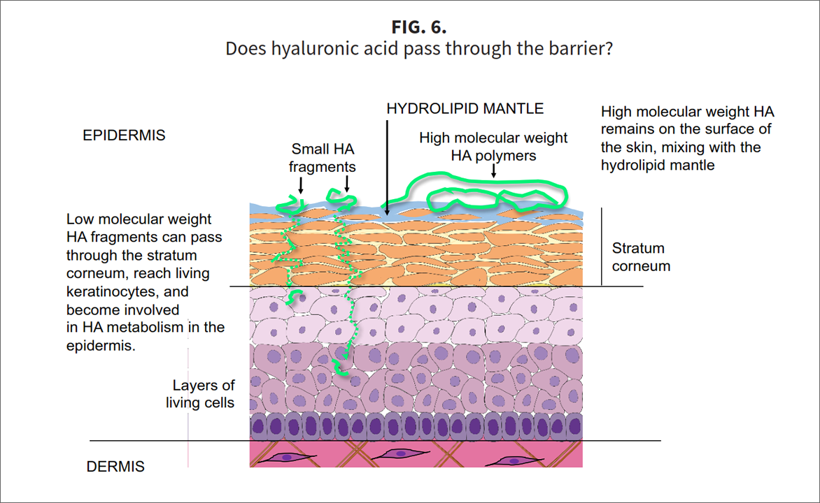 Fig-6-A2 Three stars of corneotherapy &mdash;  barrier lipids, antioxidants & hyaluronic acid