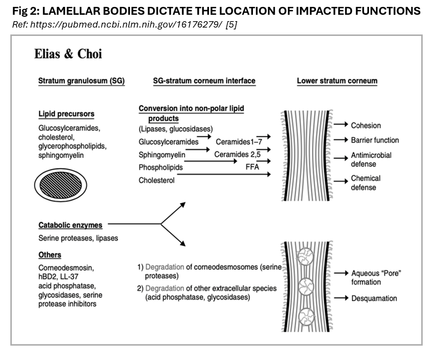 Lamellar bodies