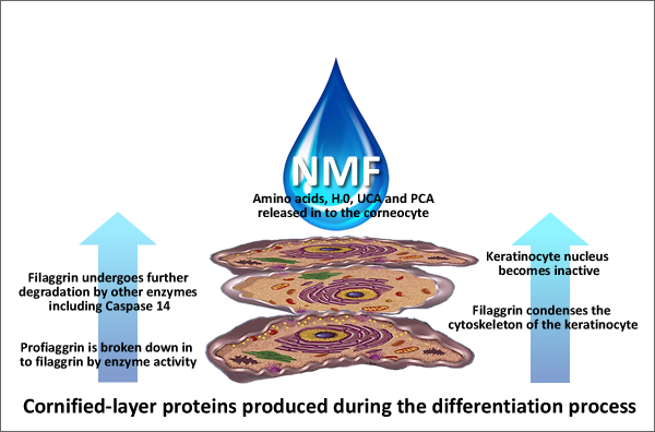 NMF creation process