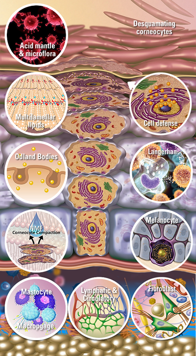 keratinocyte journey