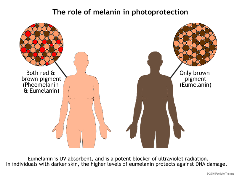 Melanin photoprotection