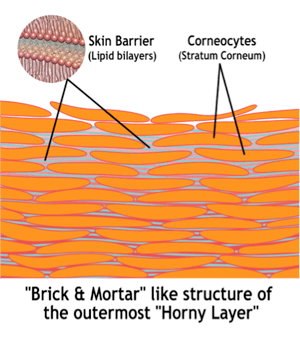 skinBarrier Science of Corneotherapy 