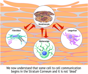 Science of Corneotherapy 